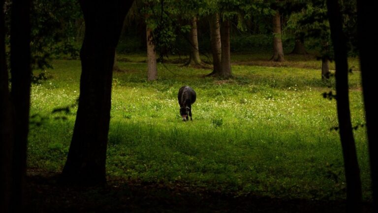 A donkey grazing in a Romanian wooded field. Image is the placeholder for an Accessible Romania press release.